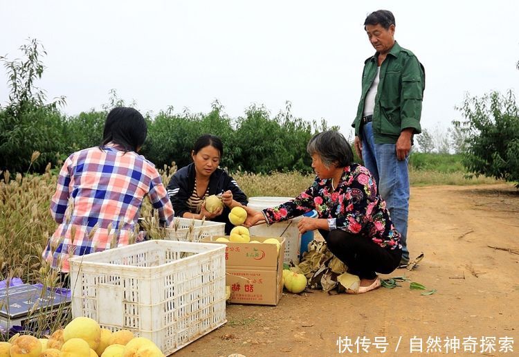 农村老汉养一种鸡，像火凤凰一样，让人难以想像！