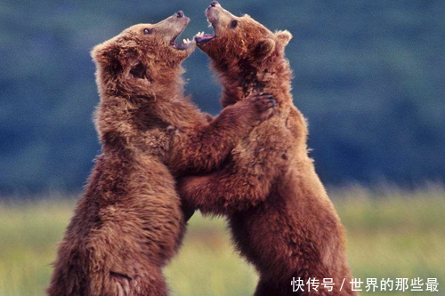 暴怒中的棕熊如果遇上东北虎,它能够一掌劈了
