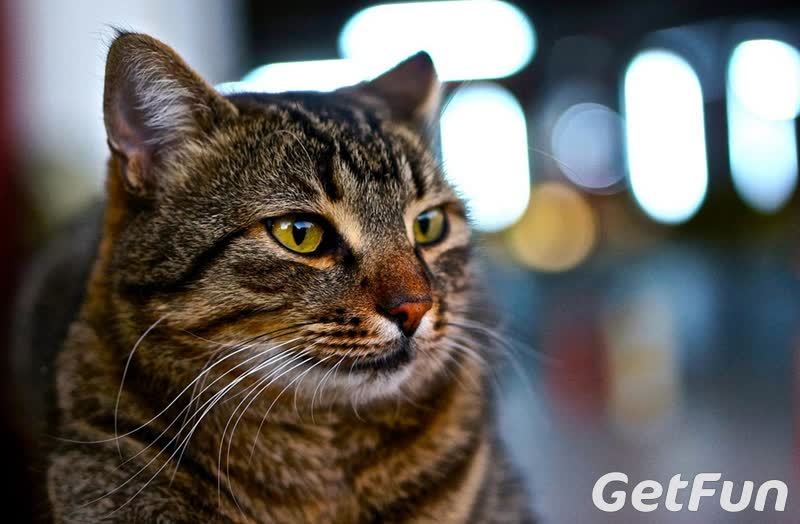 猫咪最柔软的是肚皮