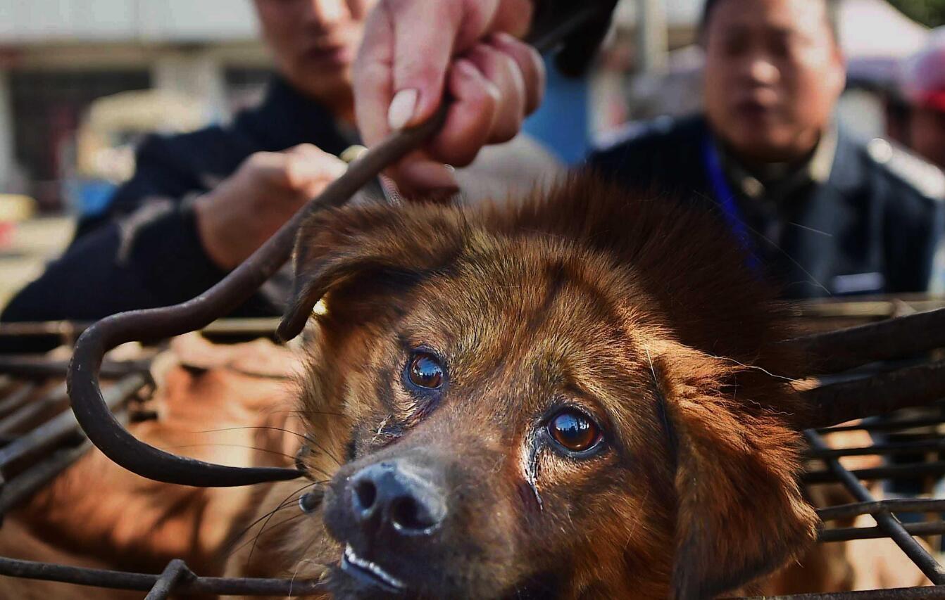 男子当街杀狗 小狗面对利器泪流满面