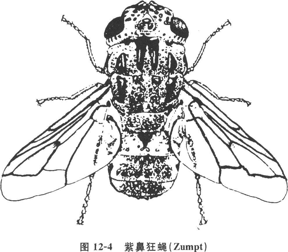紫鼻狂蝇