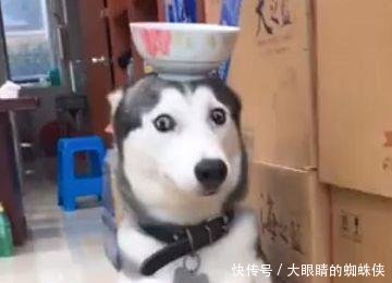 二哈闯祸被罚站,头上还顶着一个碗儿,它的证据拿出表情眼神包图片