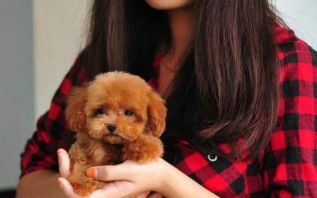 宠物圈都知道得秘密,家中养泰迪6大好处,怪不得好多宠主都爱它 电子游艺平台全网址