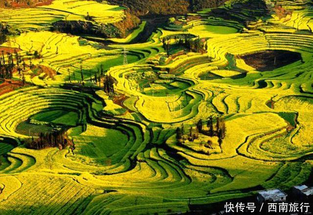 不辜负春天!罗平油菜花到了最佳赏花期