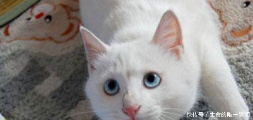 猫咪叫个不停怎么办,该如何让它安静下来!