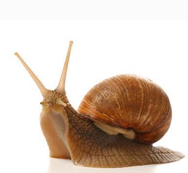 蜗牛牙齿有多小 t01adf6b66ae8ecd8bc.jpg?size=385x355