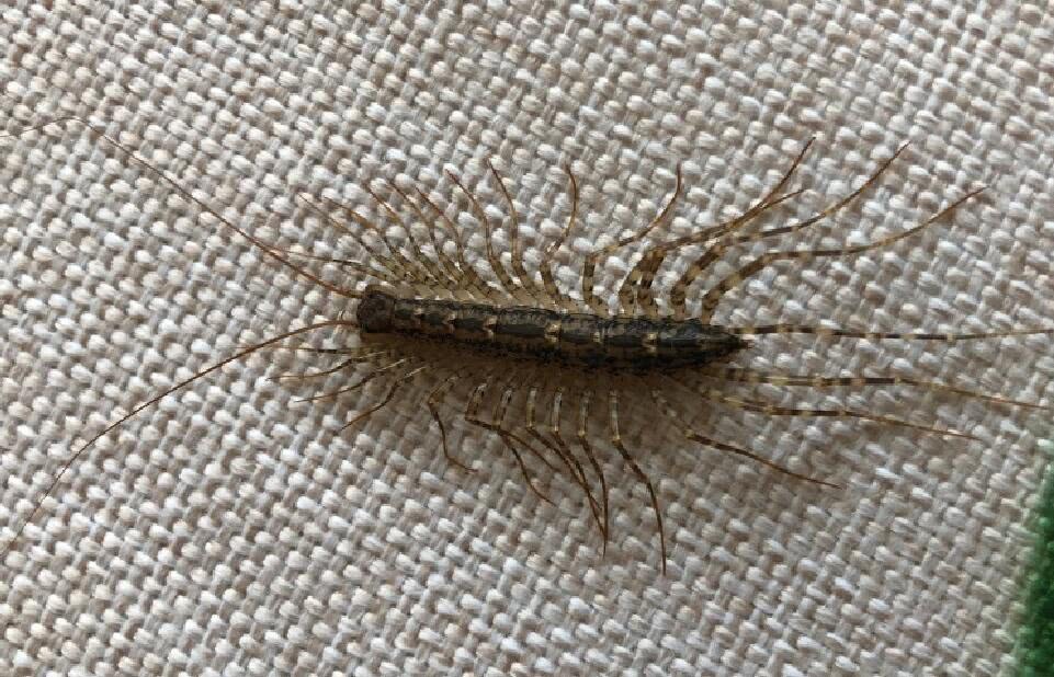 云南男子家中溜进多脚虫霸气胜蜈蚣