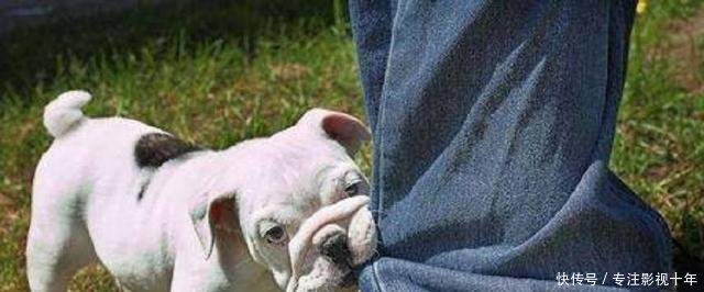 泰迪咬伤孩子,男子直播烤活狗,爱狗人炸锅!到底