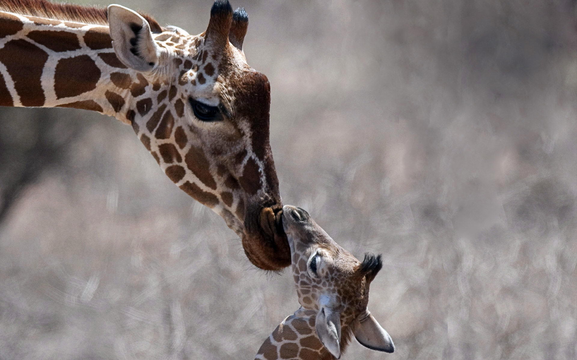 兽医偷偷接近长颈鹿,结果它妈妈猛地一踢,痛的