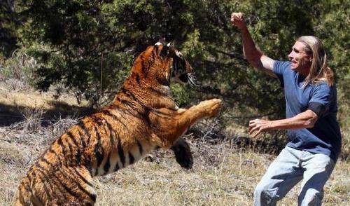 狗和老虎打架视频猜成语_看图猜成语(2)