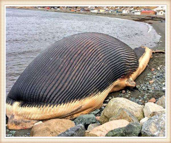 男子海边钓鱼发现黑色巨型生物, 拉近镜头后, 当场选择报警