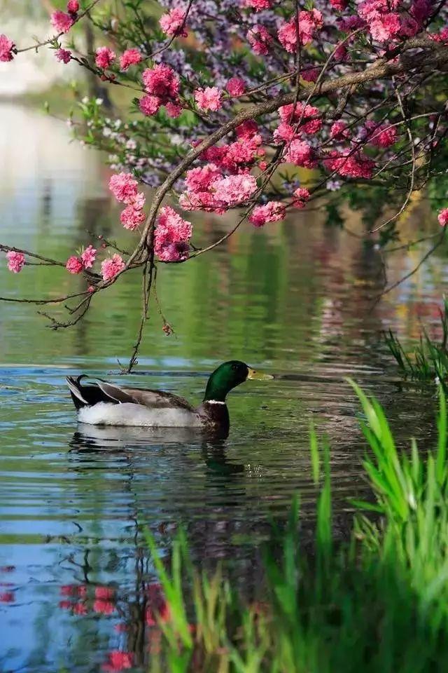 清明小长假,我想去这9个绝美的地方踏青!