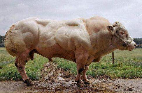 那一个品种的牛脂肪少_360问答