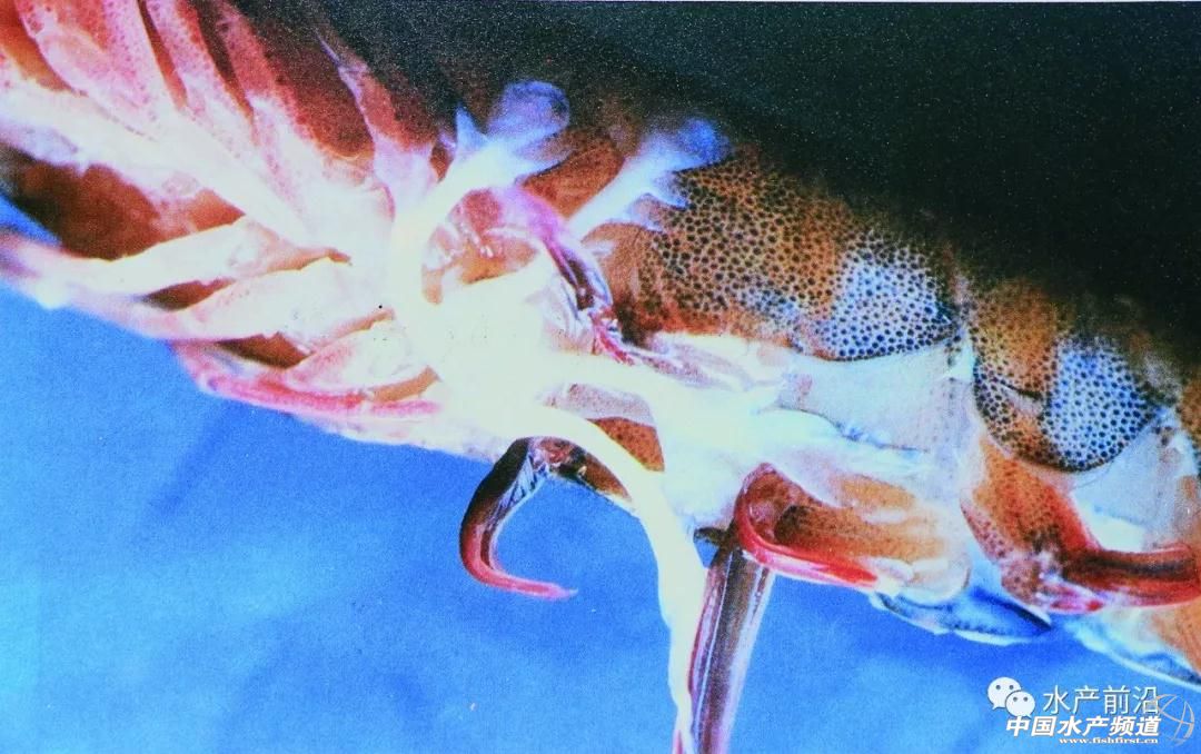 这种虾市价媲美白对虾,或成白虾的替代品种?