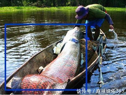 男子湖里抓到未知鱼种,上网查阅后震惊全村