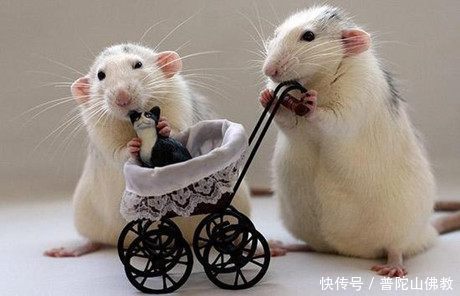 学佛之人该如何面对老鼠?看看我和小老鼠的故事