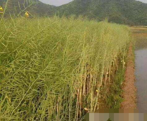 什么时候开始种油菜籽 t01b2a3940bca769db7.jpg?size=475x394