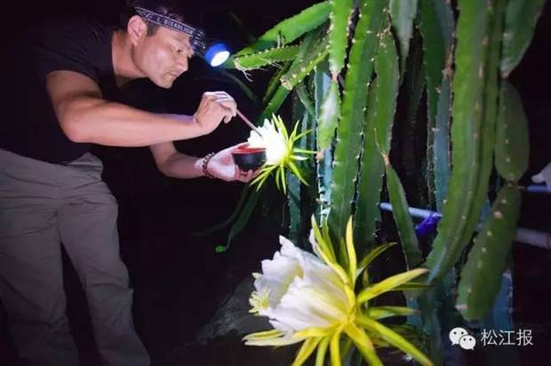 温室大棚火龙果需要蜜蜂授粉吗_360问答