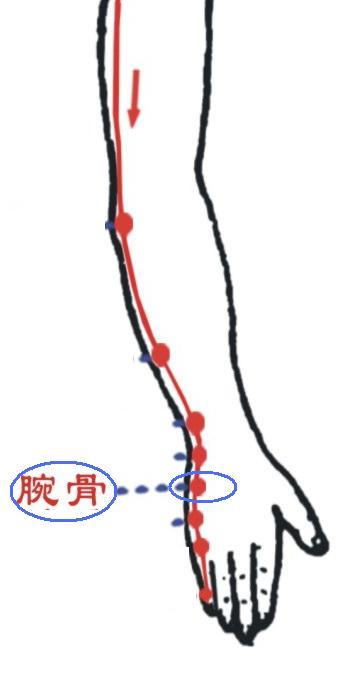 腕骨