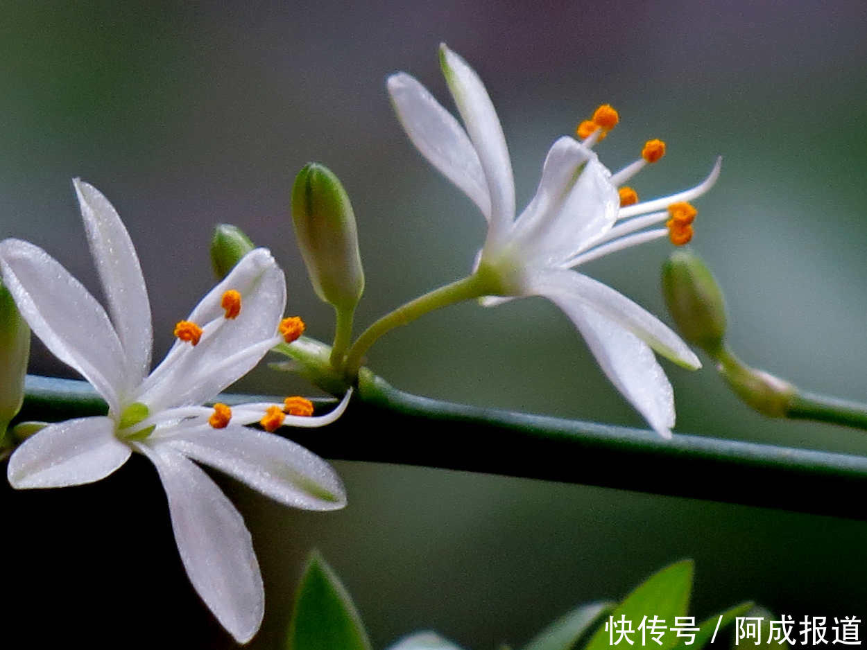 一个月吃几次它,吊兰新芽蹭蹭往外冒,轻松爆盆