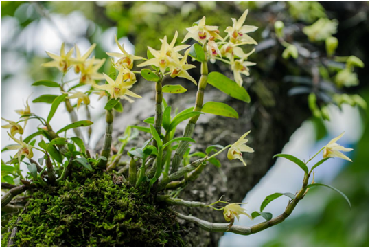 将雁荡山铁皮石斛文化搬上荧屏 微电影《寻梦》在乐清开机拍摄