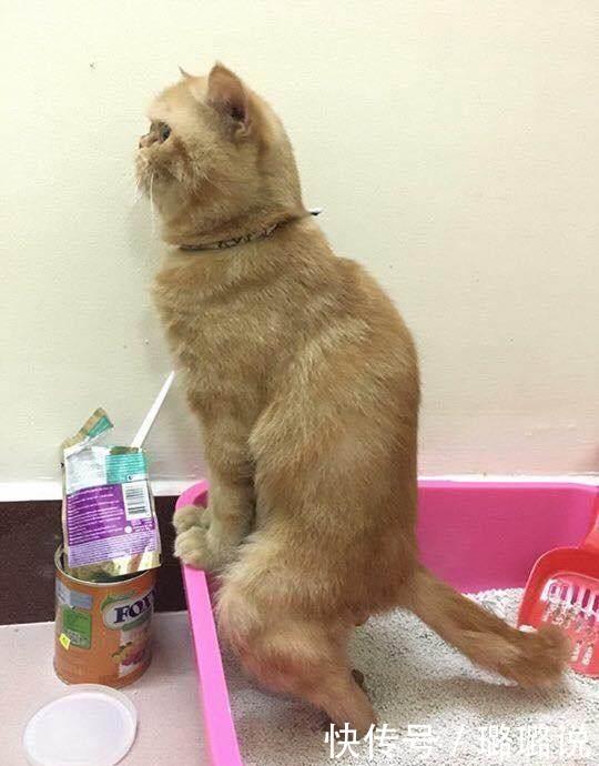 猫咪给猫砂忘记了的表情包买了个结果,样子它拉粑粑的主人,怎图片