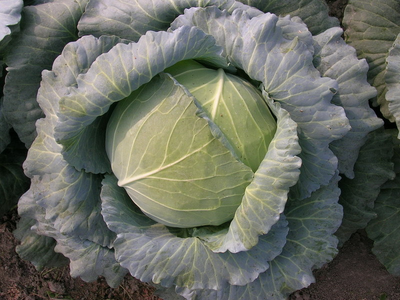 早夏甘蓝