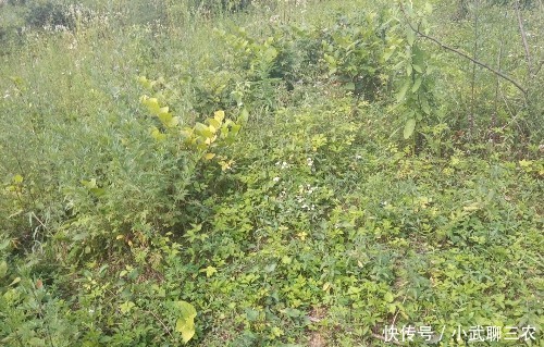 关于中国农业经济思想建立分析!_【快资讯】