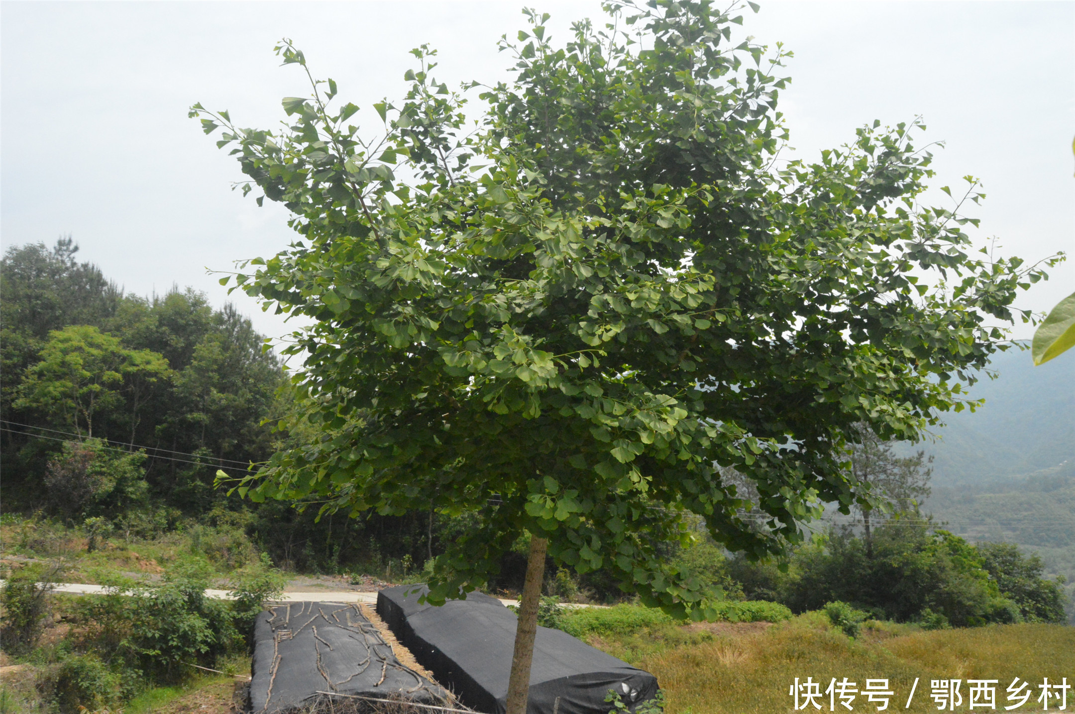 以前农村卖上千元的树,如今却无人问津;是什么导致这种暴利产生