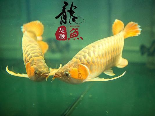 有沒有長(zhǎng)不大的金龍魚品種（有沒有長(zhǎng)不大的金龍魚品種圖片）