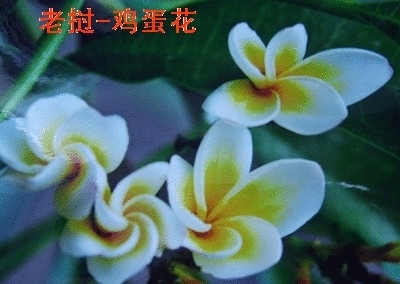 世界上的花名