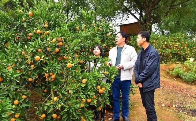 阳新女孩感动黄石,三十万斤桔子三小时售出