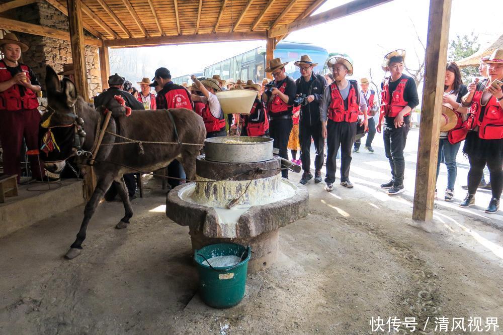 河南南阳 方城七峰山景区驴拉磨豆浆引游人品尝