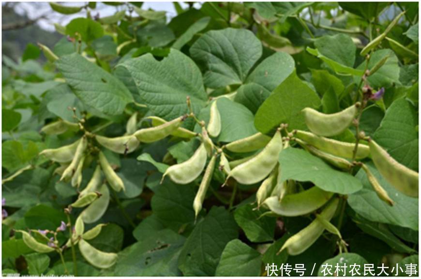 农村冬季必备的一道菜,只要3颗种子,足够3个月的吃食