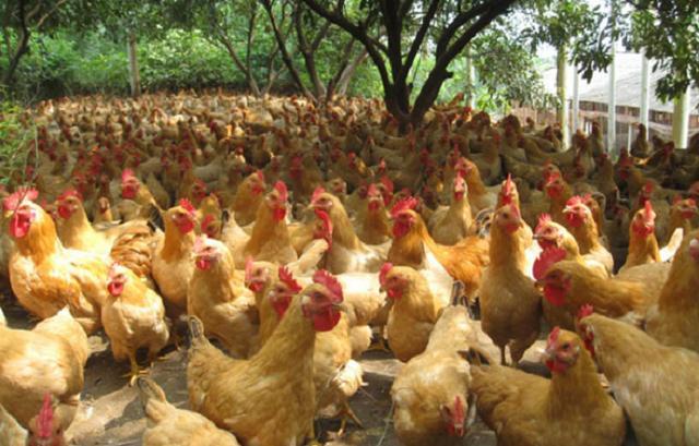 怎么养母鸡才生蛋好呢 t01bd4494602502f7dc.jpg?size=640x409