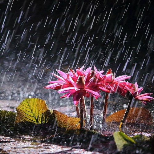 小狐狸艾迪要开着消防车去救火 儿童动画片幼