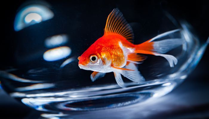 富裕县卡洛维水族专卖店（富裕县卡洛维水族专卖店地址） 全国水族馆企业名录