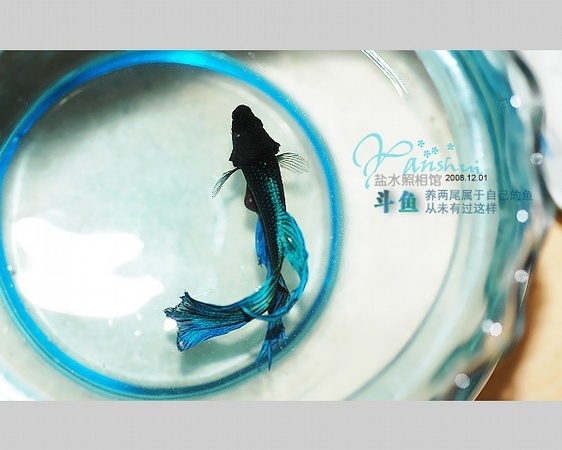 斗鱼翅膀|美丽的斗鱼,zzcl知足常乐