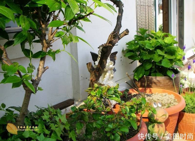 有个“露台花园”折腾,真好!此景此情,喝茶,看书 太惬意啦!