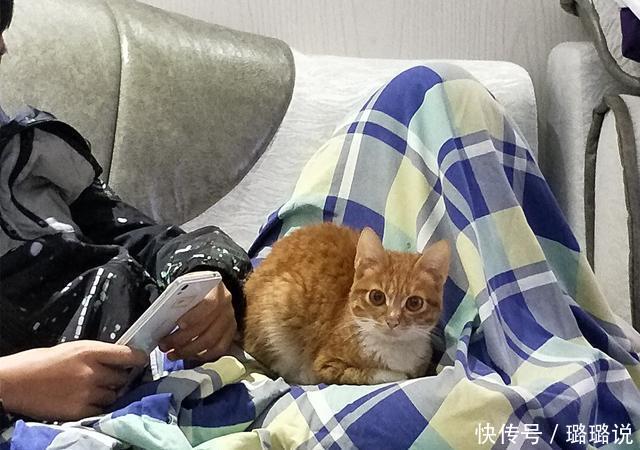猫咪整日在家中犯傻,铲屎官忧心猫咪智力,用四