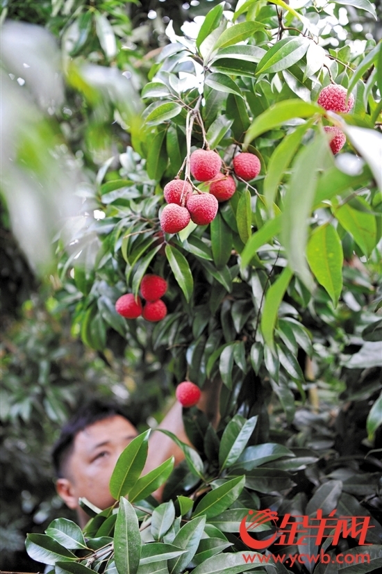 8月初,东莞荔枝借种到四川合江种植产出的精品荔枝--"冰荔",这回将