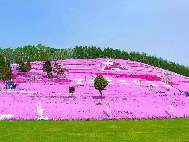 没有樱花没有雪 夏天的北海道依旧挤破头