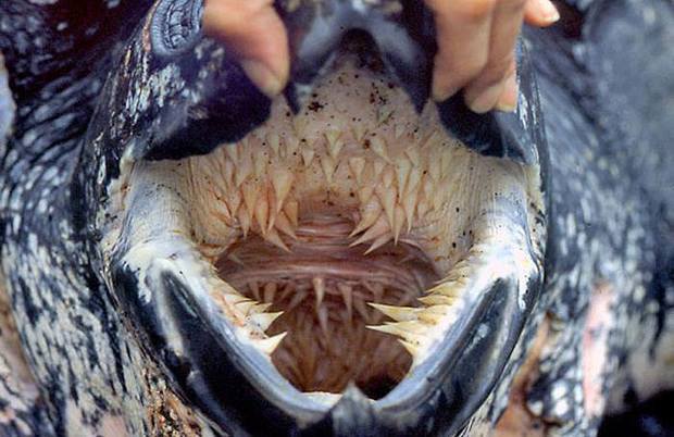 那些刺状的东西,是棱皮海龟口腔内和喉部的肉质突起.