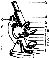 如图是显微镜结构图,根据此图回答:(1)使用显微