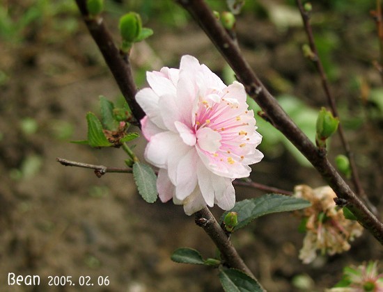 郁李