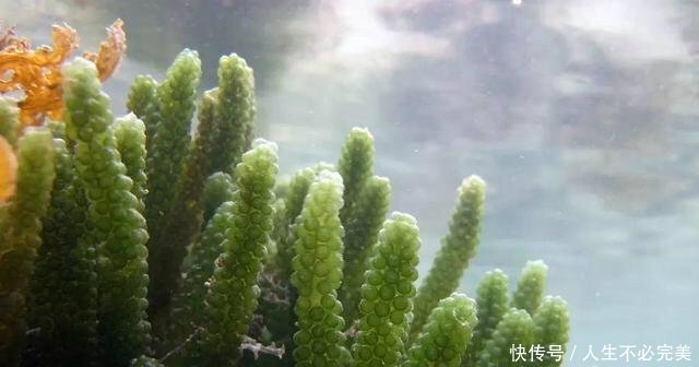 海葡萄都有哪些营养价值