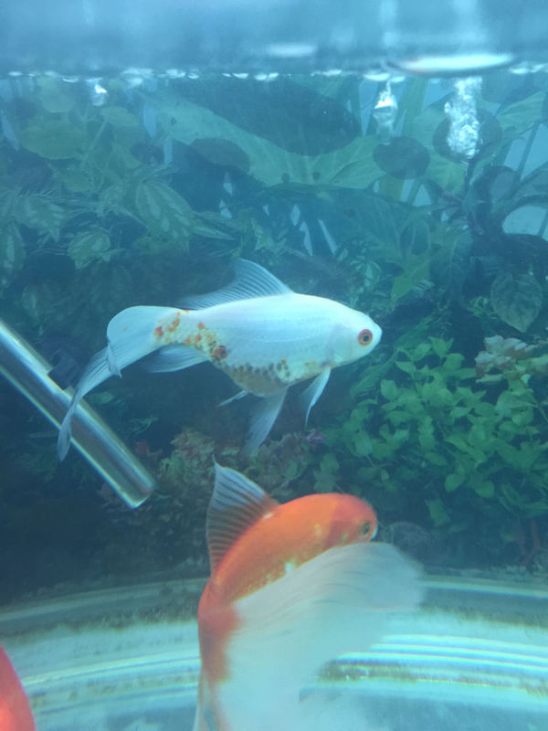 这条白色的鱼肚子变大,怎么回事?_360问答