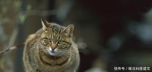 圆脸虎斑猫虎斑猫怎么才能胖脸呢,虎斑猫一个