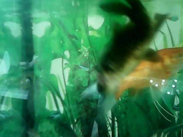家里黑鱼怎么养才能活 t01c534d7a83138da53.jpg