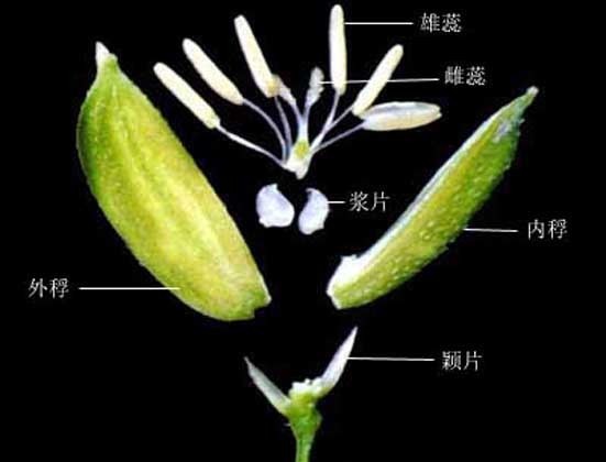 水稻花属于不完全花吗